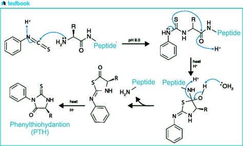 Peptide Bond: Formation, Characteristics, Structure and Important Questions