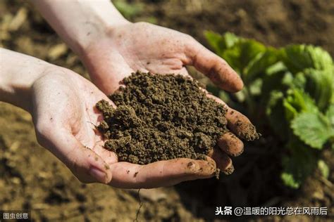 農村沙質土壤適合種什麼農作物？ 每日頭條