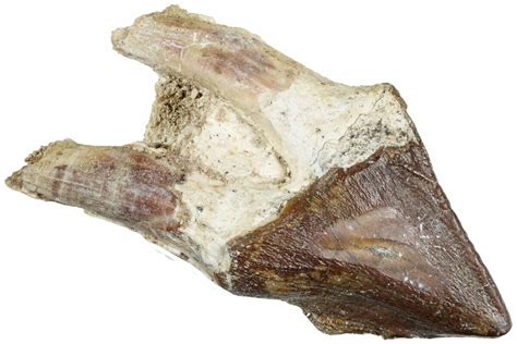 3.9" Fossil Primitive Whale (Pappocetus) Molar - Morocco (#238046) For Sale - FossilEra.com