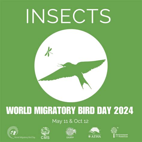 World Migratory Bird Day | Conservation Theme