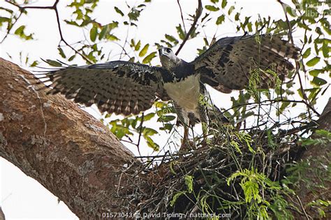 Nature Picture Library Harpy Eagle Harpia Harpyja Female At Nest