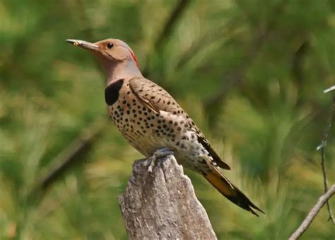 45 Common Birds In Utah With Pictures And Identification