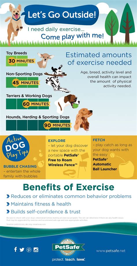 How Much Exercise Does A Dog Need Every Day