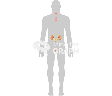 Endocrine System Man Shape