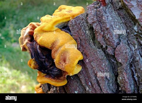 Yellow Tree Fungus Hi Res Stock Photography And Images Alamy