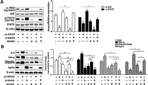 Socs3 Promoted Adipocyte Apoptosis And Inflammation Via Inhibiting