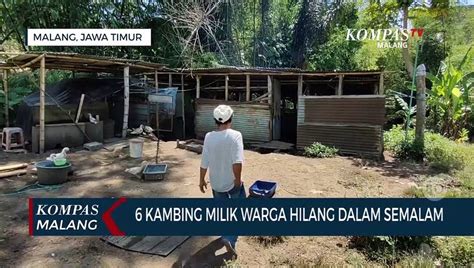 6 Kambing Milik Warga Di Kota Malang Hilang Dalam Semalam Video