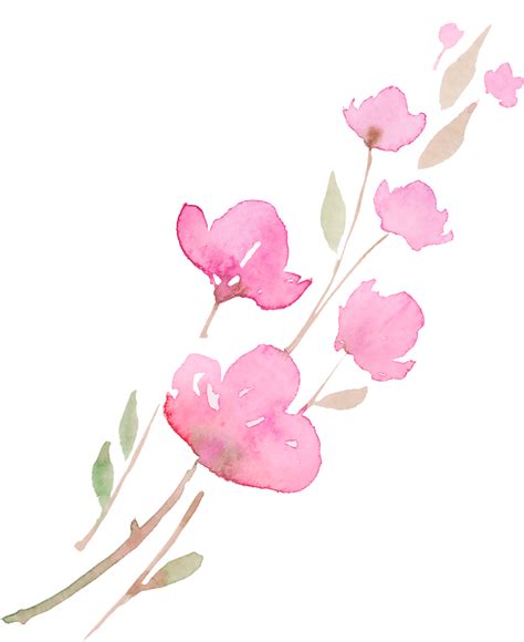 Cherry Blossom Sakura Sketch Painting Branch With Pink Flowers