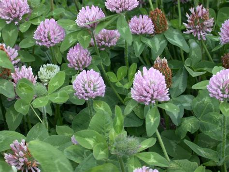 Red Clover