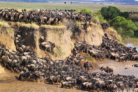 The Best Time To See The Wildebeest Migration Horizon Guides