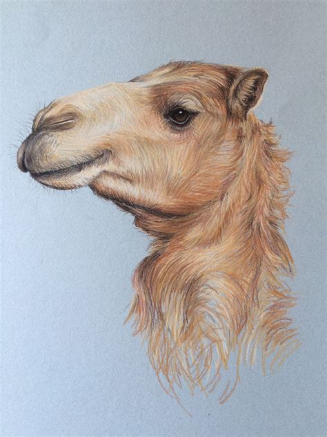 Pin On Camel Drawing