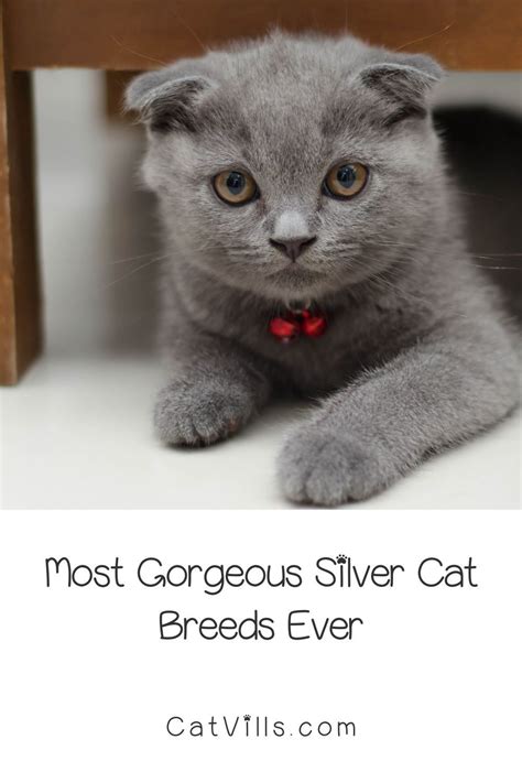 Gorgeous Grey Cat Breeds That Will Steal Your Heart Artofit