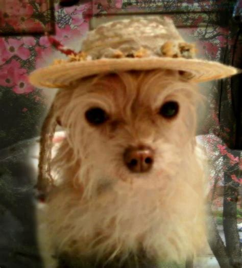 Minnie Pearl Hat | Chihuahua love, Doggie style, Puppies