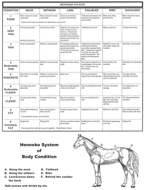 Weight Scoring Your Horse | Bang For Your Buck Horsegear