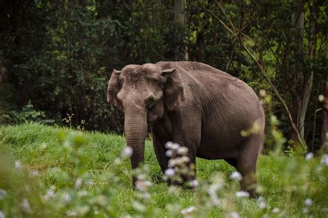 Wild Elephant By Dmytro Gilitukha On Px Cool Places To Visit