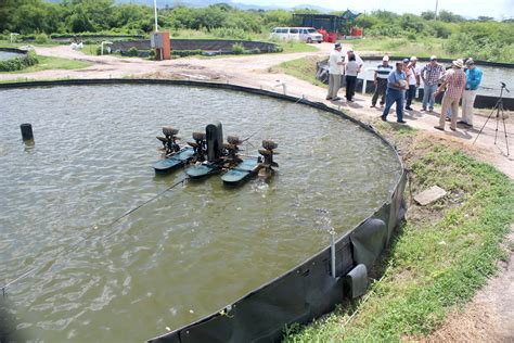 Granja Acuícola Aqua Grow Comisión Nacional De Acuacultura Y Pesca