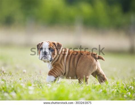 Cute Funny English Bulldog Puppies Playing Stock Photo Edit Now 303261875