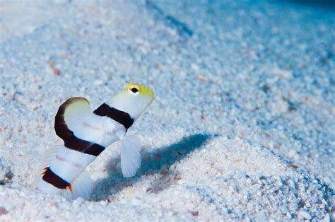 Dracula Goby Fish And Coral Store