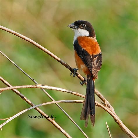 Burung Cendet Long Tailed Shrike Lanius Schach Ryan Maigan Birds