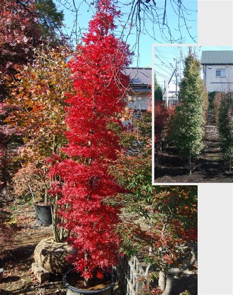 Narrowly Columnar Maples Columnar Trees Garden Design Trees To Plant