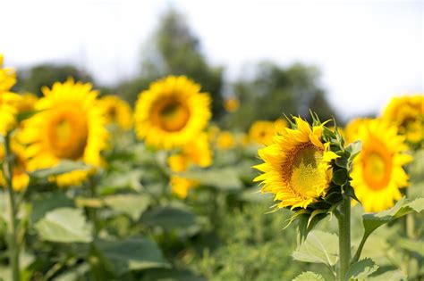 Girasoles Campo Flores El Foto Gratis En Pixabay Pixabay