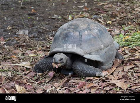 La Digue géante tortue géante des Seychelles tortue l île aux