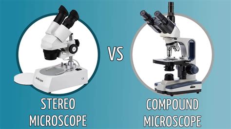 Stereo Vs Compound Microscopes What’s The Difference Optics Mag