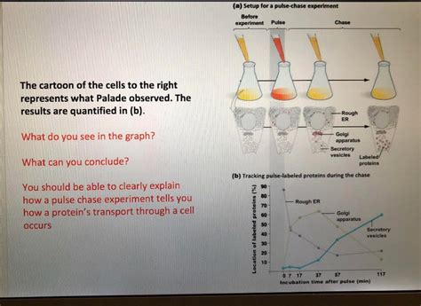 Solved (a) Setup for a pulse-chase experiment Before | Chegg.com