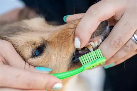 Make Brushing Your Dog's Teeth at Home Easy with These 3 Tips in White ...