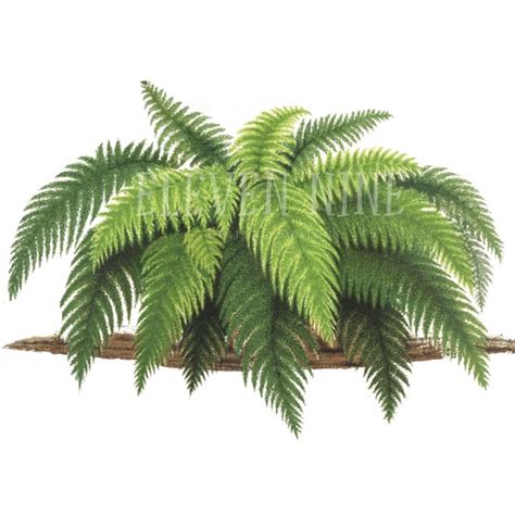 Fern Clipart Fern Plant Fern Digital Download Fern PNG JPG | Etsy