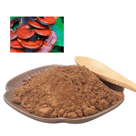 Organic Lingzhi Mushroom Powder Reishi Mushroom Extract Ganoderma