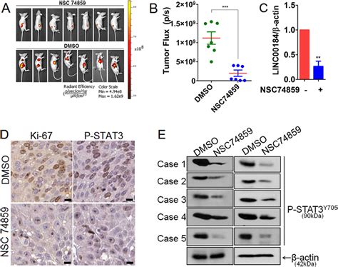 Deactivation Of STAT3 By Means Of The Inhibitor NSC 74859 Inhibits