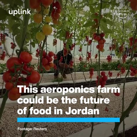Aeroponics Farm In Jordan Uses No Soil And 90 Less Water World