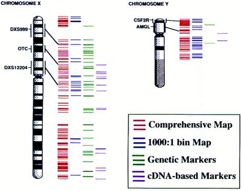 An Sts Based Radiation Hybrid Map Of The Human Genome