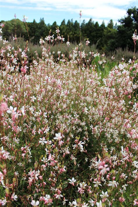 Gaura Lindheimeri Whirling Butterflies Gaura Garden Inspiration