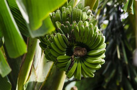 The History And Domestication Of Bananas