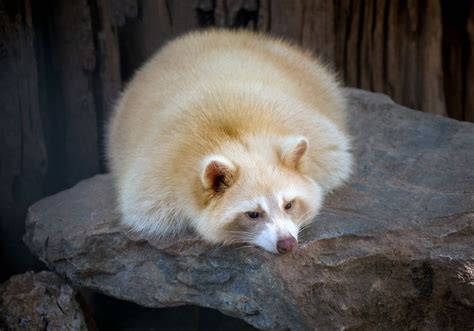 21 Stunningly Rare Albino Animals