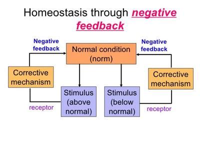 Biology Words Negative Feedback GCSE Science Dictionary