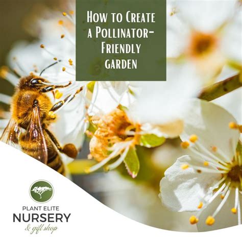 How To Create A Pollinator Friendly Plant Elite Nursery