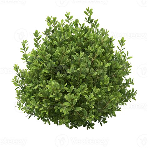 A Green Shrub With Leaves 47312023 Png