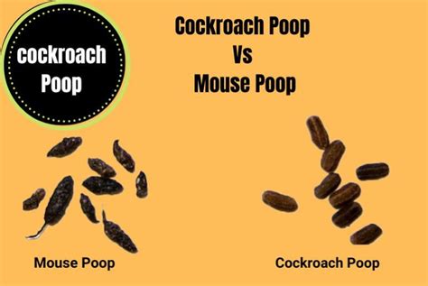 Cockroach Poop Pictures Guide - The Cockroach Facts