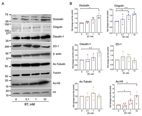 Butyrate Upregulates The Expression Of Tight Junctional Proteins In Rat