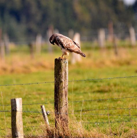 Bird Of Prey Hiirihaukka Luonto Ilmainen Valokuva Pixabayssa Pixabay