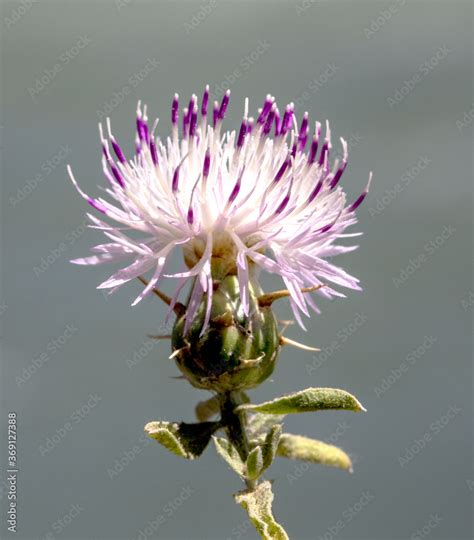 Slybum Marianum Thistle Gorgeous Purple Flower Supported And Protected