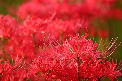 写真・図版（1枚目） 9月23日は秋分の日お彼岸。埼玉県日高市で「巾着田 曼珠沙華まつり」開催中！ Aera Dot アエラドット