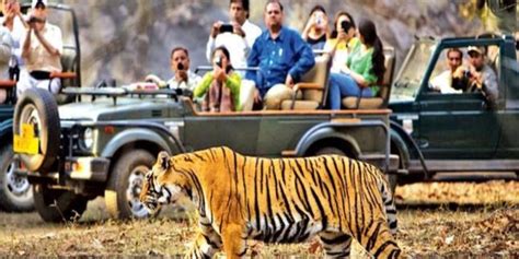 Private Day Trip With Tiger Safari From Jaipur All Included GetYourGuide