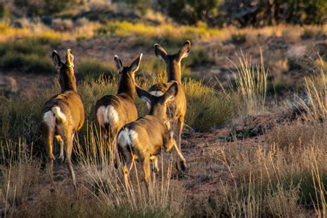 Canyonlands National Park Shiqingru Photofans