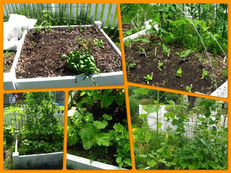 16 Vegetable Garden Top View Ideas You Cannot Miss Sharonsable