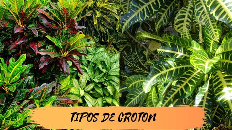 Plantas Croton Cuidados MultiplicaciÓn Y Poda Mi Diario De Jardin