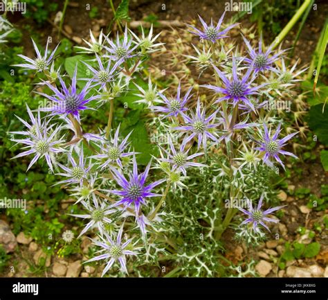 Cone shaped flowers hi-res stock photography and images - Alamy